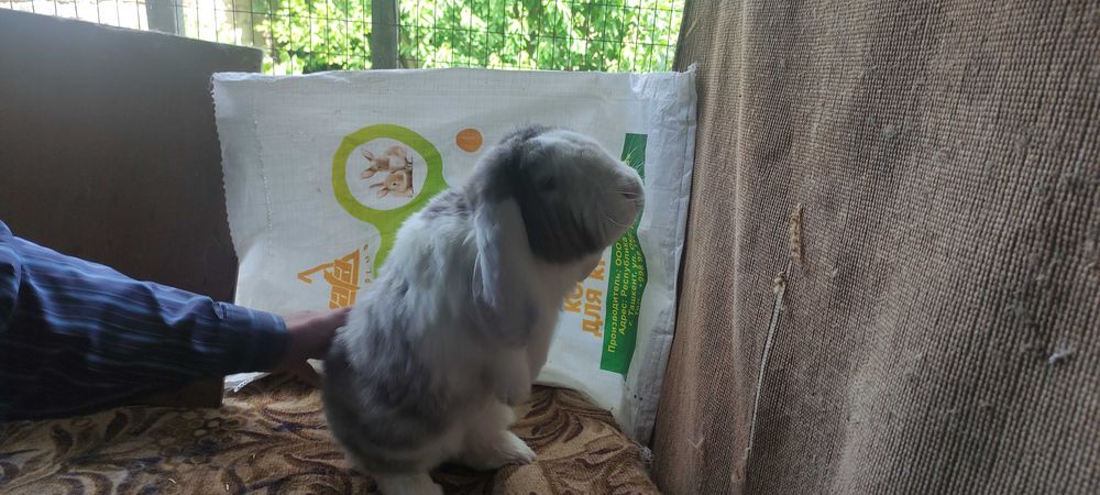 Кролик Французский баран (макфи)