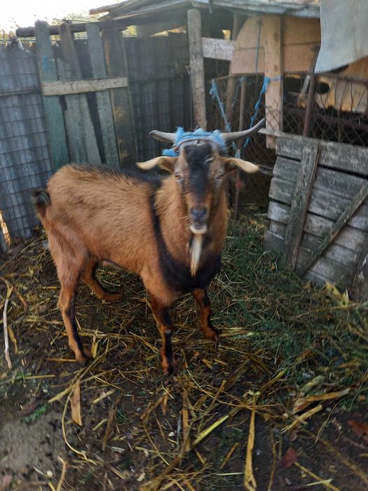 Tap alpin francez 2 ani