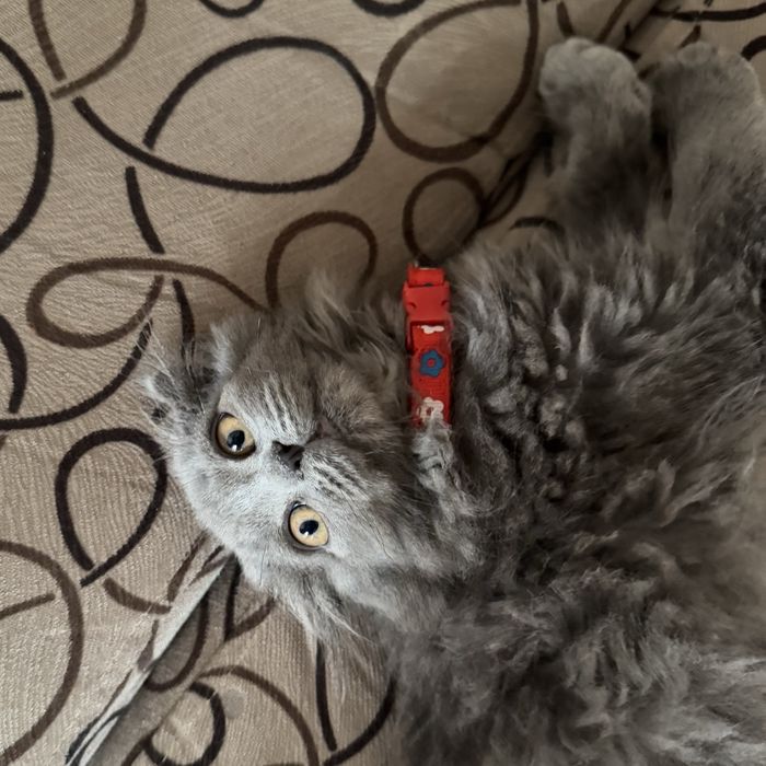 Вислоухий Котенок Scottish Fold