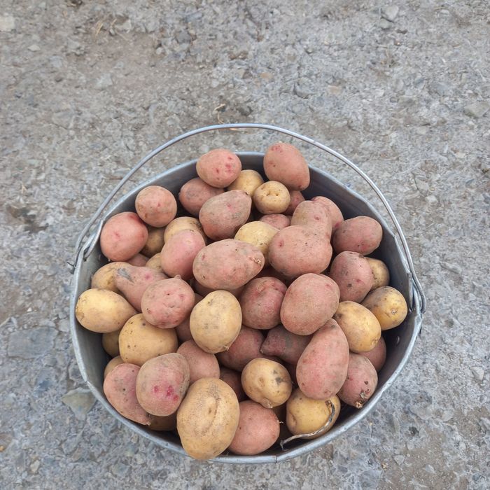 Картошка мелкая мешками