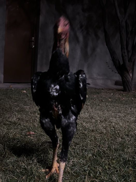 Дакан Шамо микс.