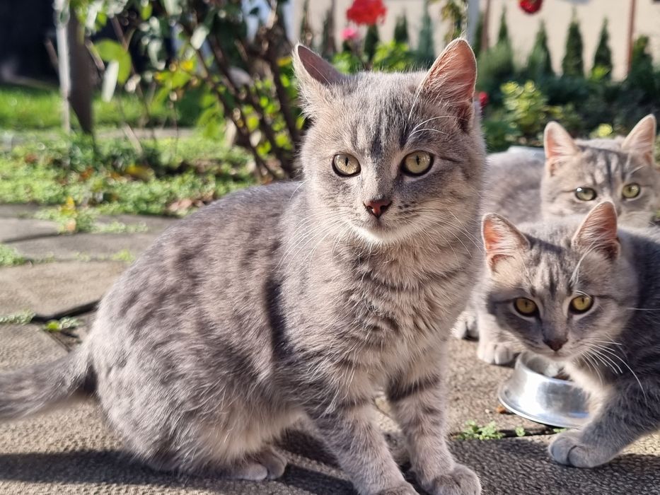 Подарявам котенца на 5 месеца