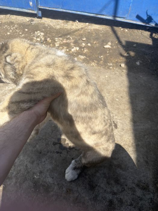 Продам щенков алабая