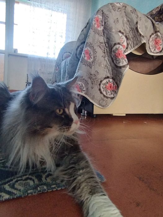 Продаю кота Мейн-Кун