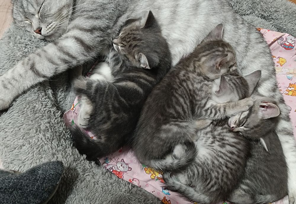 Продам Шотландских кошечек Whiskas