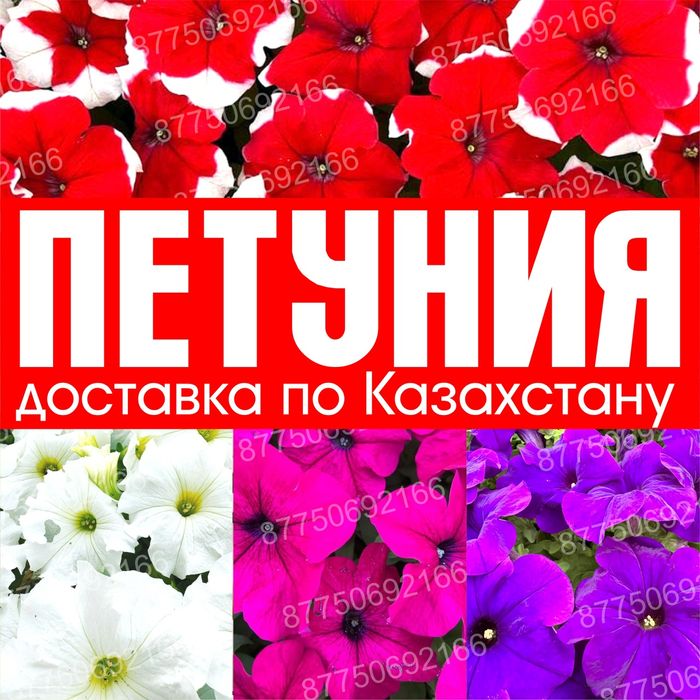 Петуния бархатцы Тагетис