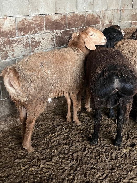 Продам Гиссарских баранчиков