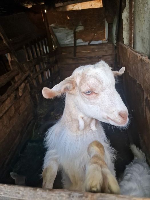 Caprițe si iezi de vânzare