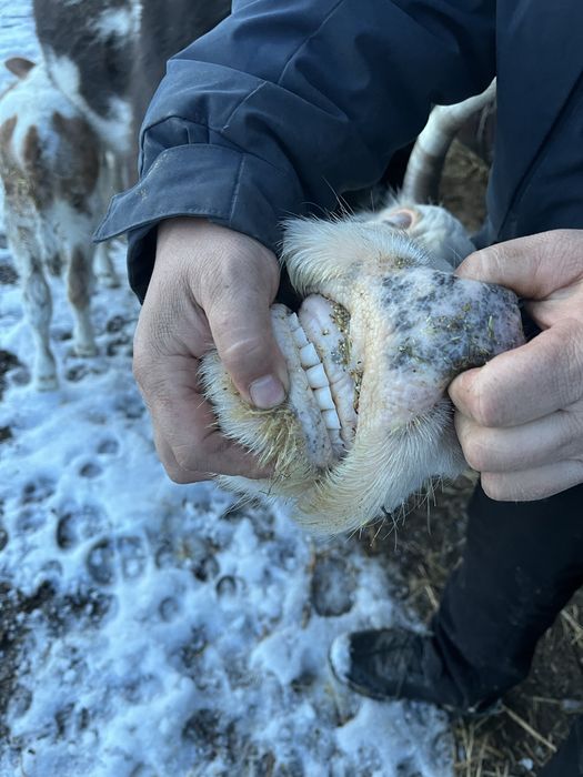 Жуас сауын ерек бұзаулымен