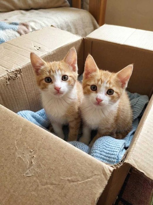 Котята бесплатно