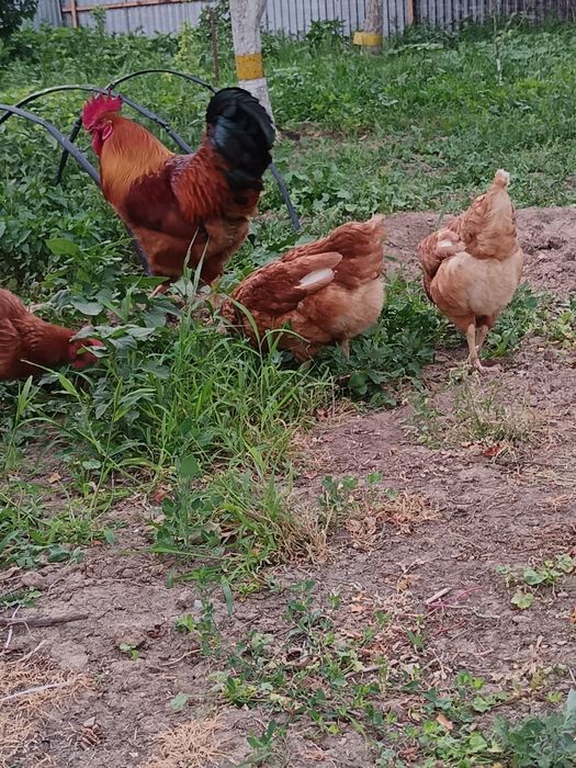 Продается куры ломан