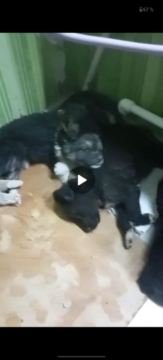 Щенки ищут семью