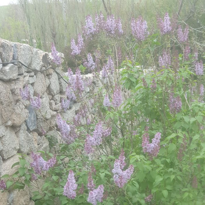 Сирен продаём свежую ароматную сирень прямо из сада.
Цветы крупные, пы