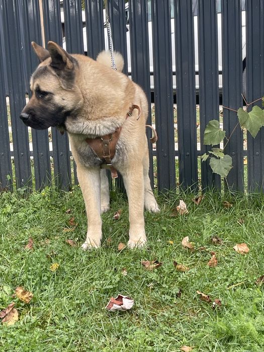 Mascul /American Akita