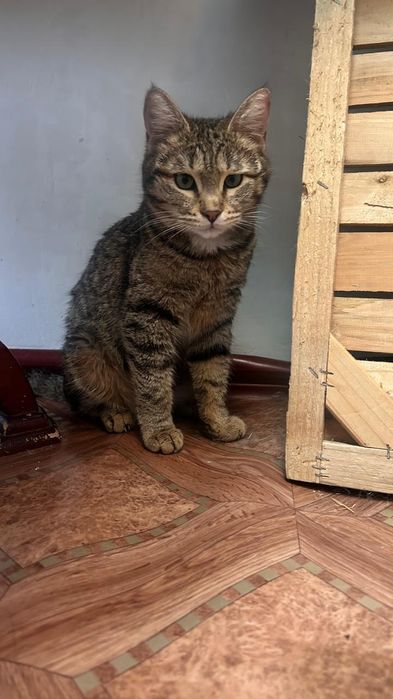 Кошка в добрые руки