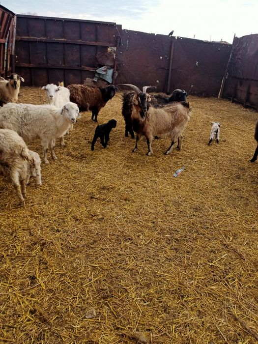 Ешки лактар сатылады