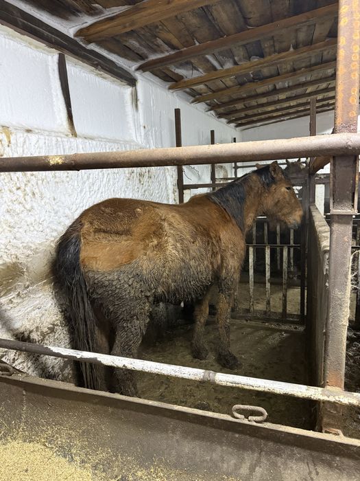 Лошадь с откорма