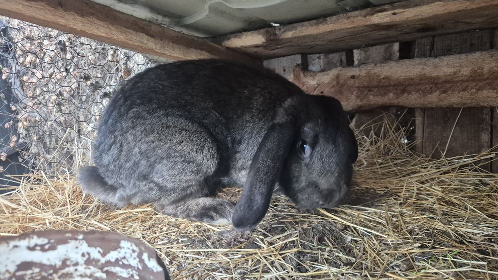 Iepuri diferite rase