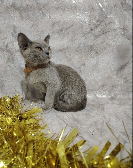 Европейская бурма