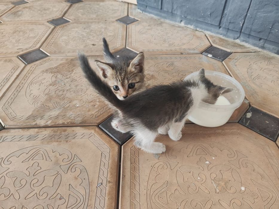 отдам котят в добрые руки