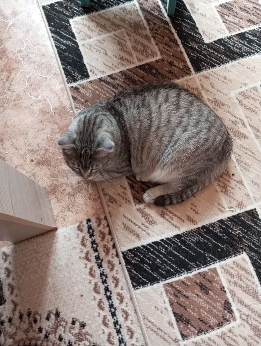 кот кастрированый