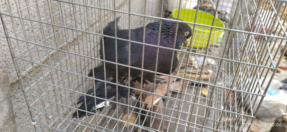 Молодой Жук голубь