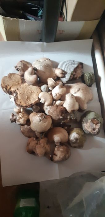 Ciuperca de mesteacan.