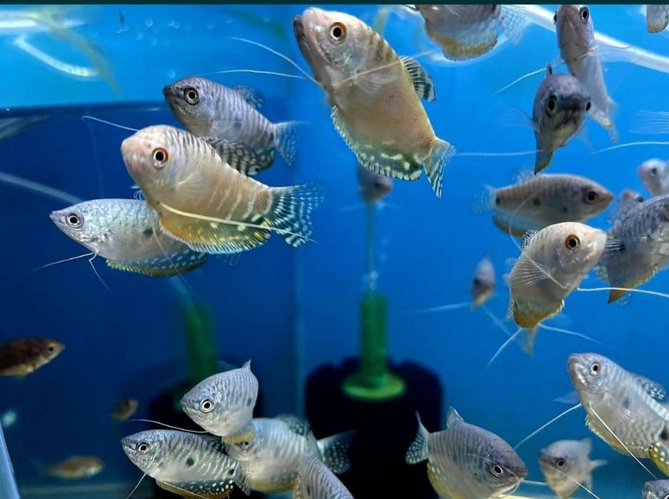 Аквариумные рыбки