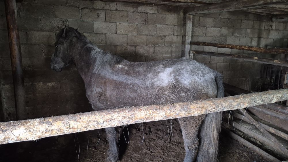 Откормленный мерен