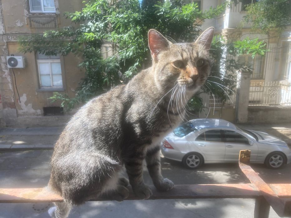 Млад котарак търси дом