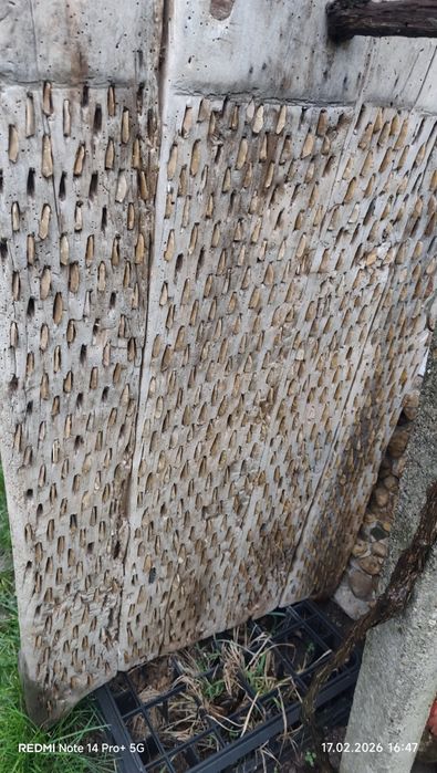 Диканя в автентичен вид