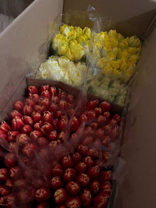 Тюльпаны с доставкой Астана