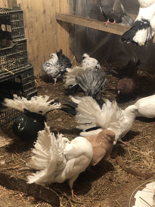 Павлин кептерлер сатылады