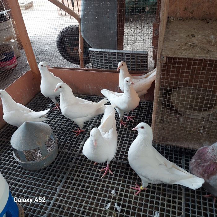 Porumbei Hublle de vânzare