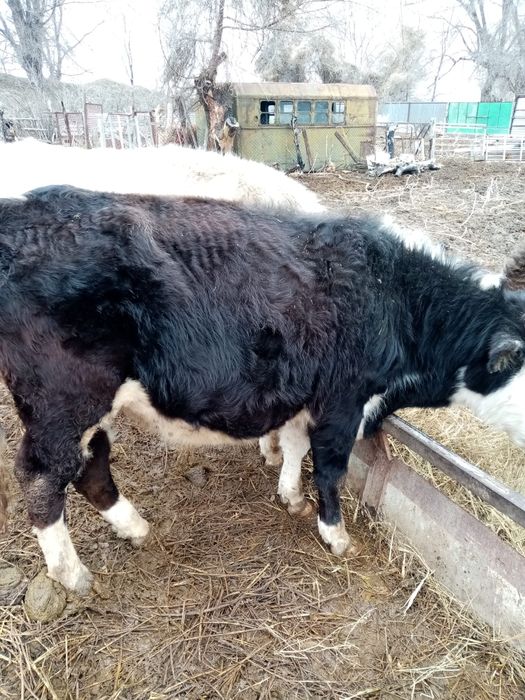 Продам быка срочно