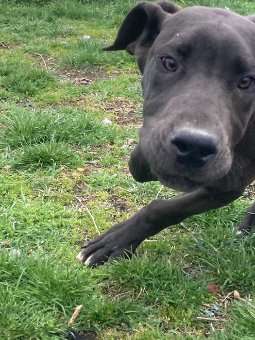 Немски дог продавам