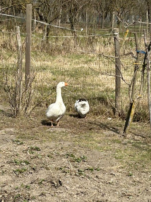 Ouă de gâscă de vânzare