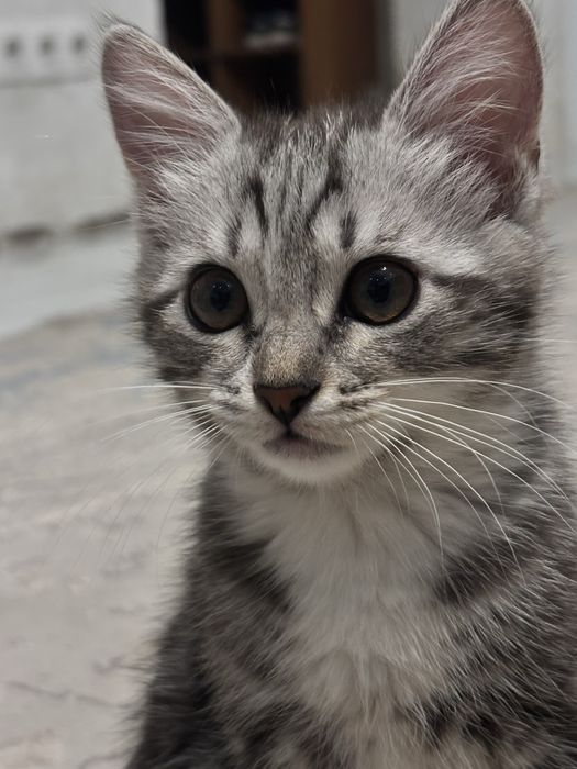 Котенок ласковый