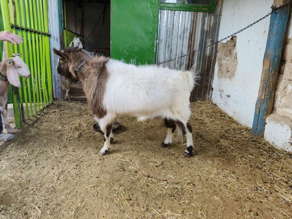 Продаем козу и козла