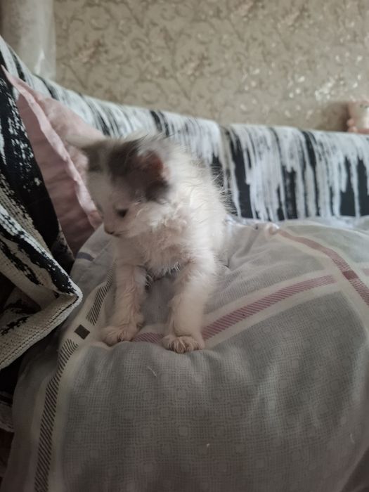 Дарю котят бесплатно