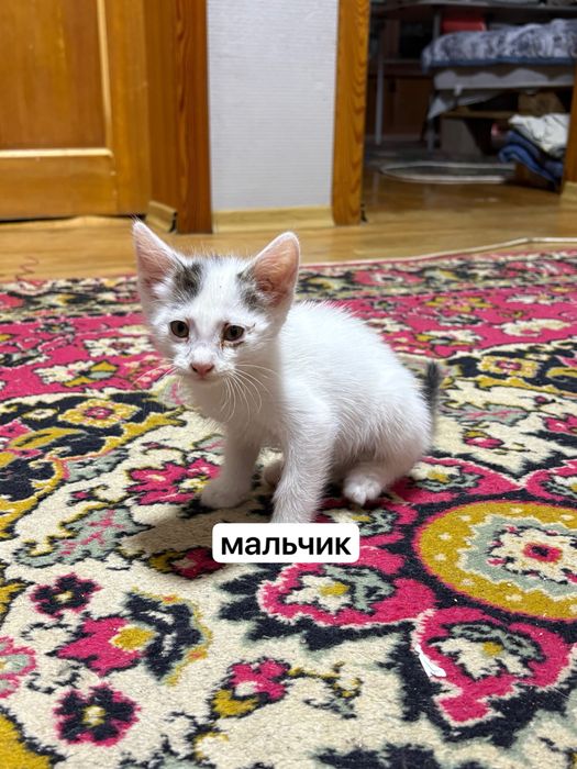 котята, в добрые руки