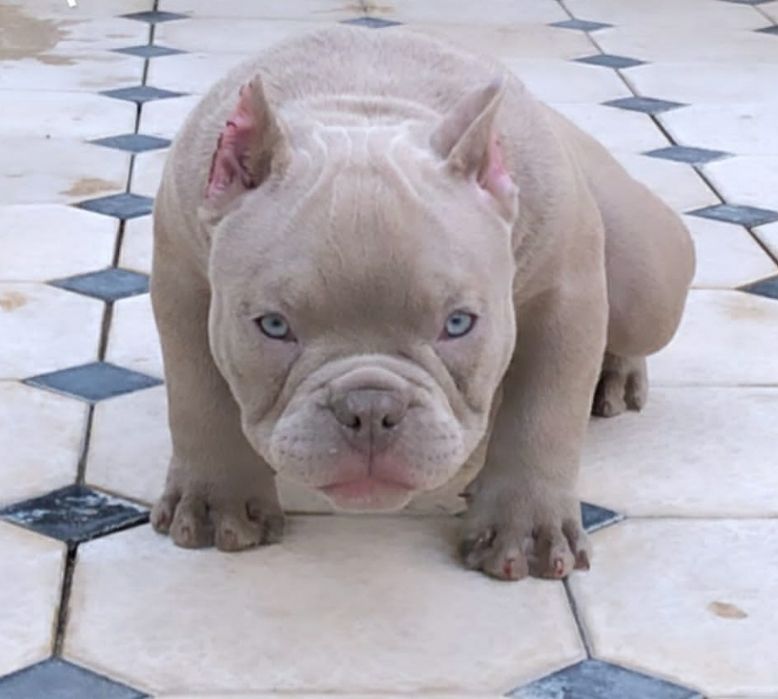 Американский булли Премиум класса!