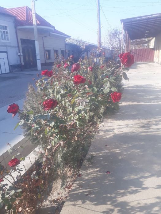 Uzum kõchatlari va gul kõchatlari bor gul 15 ming tok 5 ming