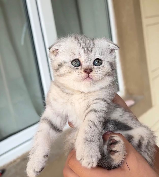 Фолд мушукчалар сотувда