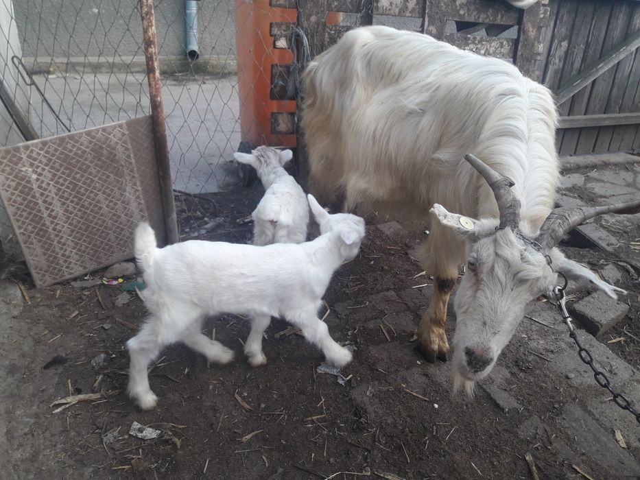 Vânt capră cu doi iezi