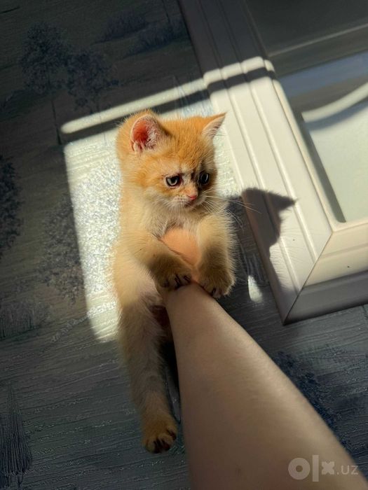 Шотландские и британские котята шиншиллы, 2 мес