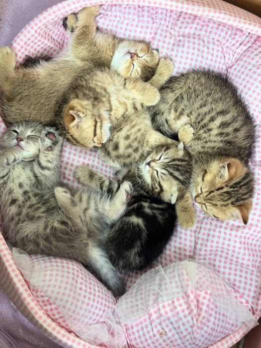 Котята золотой шиншилы