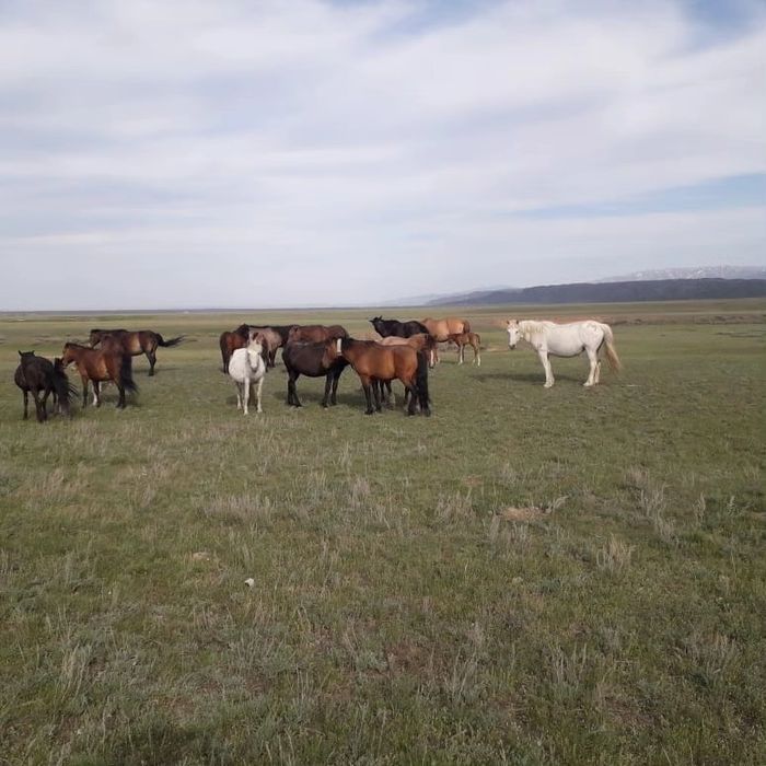 50 бас буаз биелер сатылады