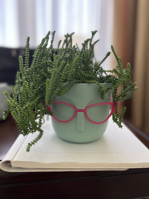 Цветы комнатные продам