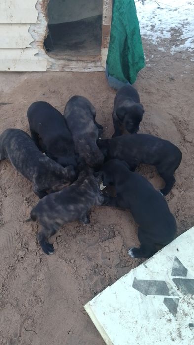 Күшік сатамын парода Кане корс